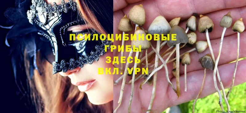 Псилоцибиновые грибы MAGIC MUSHROOMS  где можно купить   Арсеньев 